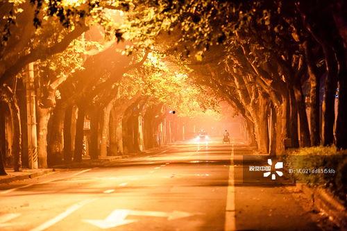 梧桐雨图片,诗意画卷中的古典风情